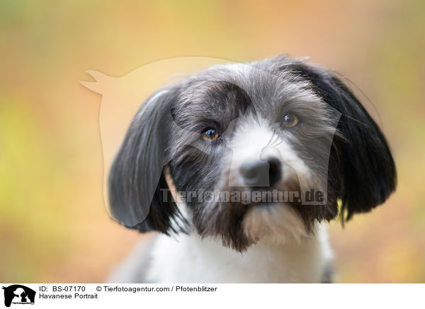 Havaneser Portrait / Havanese Portrait / BS-07170