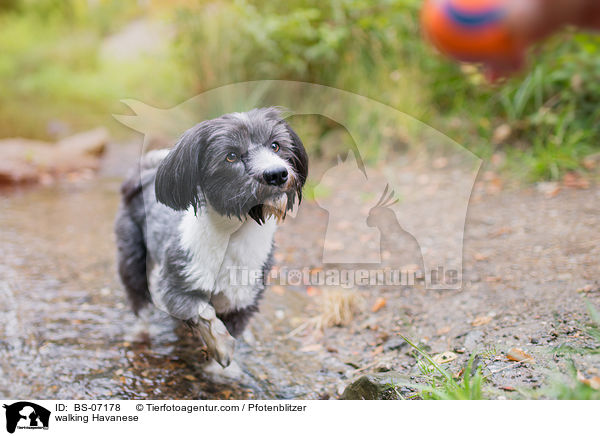 laufender Havaneser / walking Havanese / BS-07178