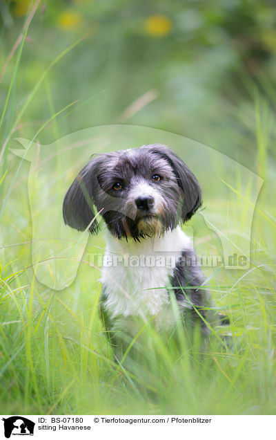 sitzender Havaneser / sitting Havanese / BS-07180