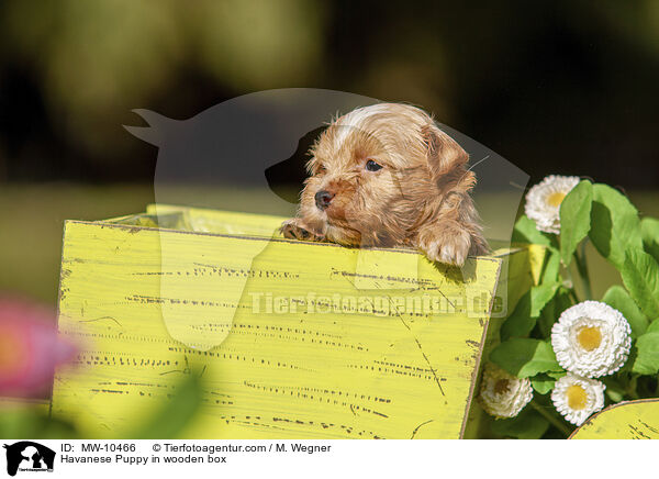 Havaneser Welpe in Holzbox / Havanese Puppy in wooden box / MW-10466