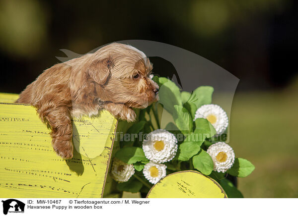 Havaneser Welpe in Holzbox / Havanese Puppy in wooden box / MW-10467