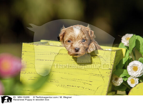 Havaneser Welpe in Holzbox / Havanese Puppy in wooden box / MW-10468