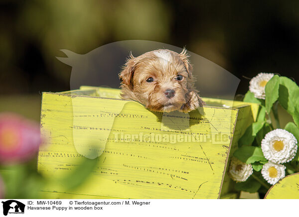 Havaneser Welpe in Holzbox / Havanese Puppy in wooden box / MW-10469