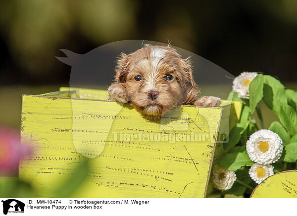 Havaneser Welpe in Holzbox / Havanese Puppy in wooden box / MW-10474