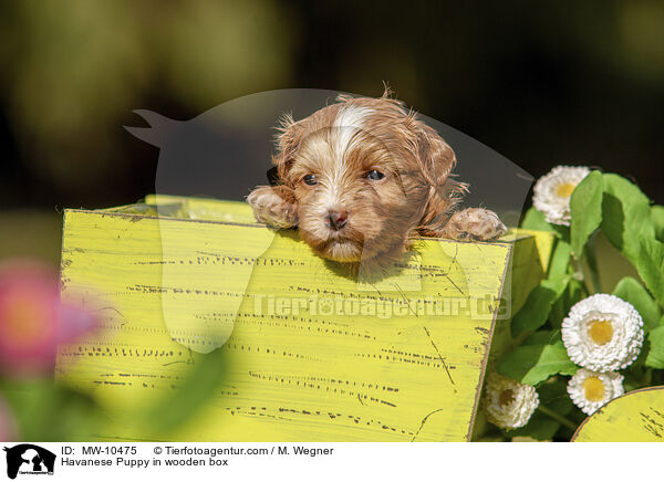 Havaneser Welpe in Holzbox / Havanese Puppy in wooden box / MW-10475