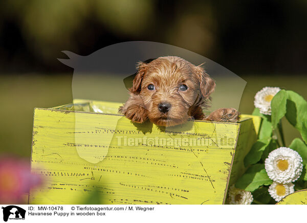 Havaneser Welpe in Holzbox / Havanese Puppy in wooden box / MW-10478