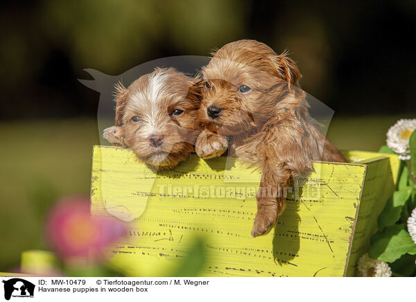 Havaneser Welpen in Holzkiste / Havanese puppies in wooden box / MW-10479