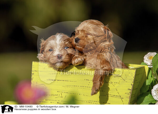 Havaneser Welpen in Holzkiste / Havanese puppies in wooden box / MW-10480