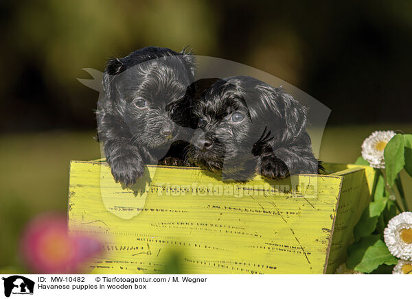 Havaneser Welpen in Holzkiste / Havanese puppies in wooden box / MW-10482