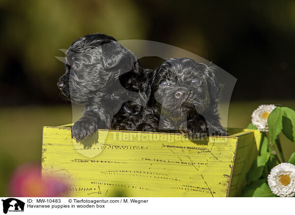 Havaneser Welpen in Holzkiste / Havanese puppies in wooden box / MW-10483