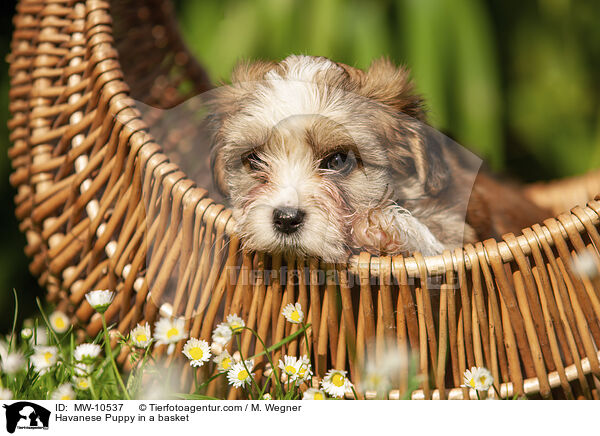 Havaneser Welpe im Krbchen / Havanese Puppy in a basket / MW-10537