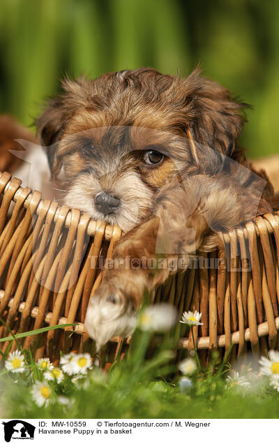 Havaneser Welpe im Krbchen / Havanese Puppy in a basket / MW-10559