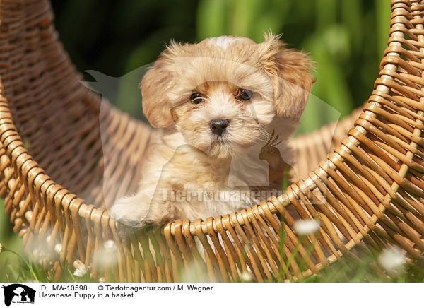 Havaneser Welpe im Krbchen / Havanese Puppy in a basket / MW-10598