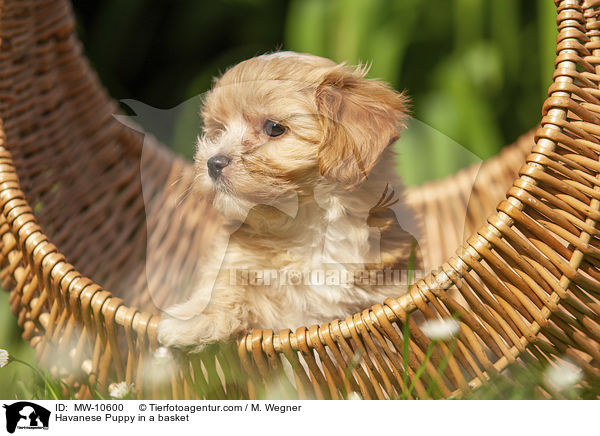 Havaneser Welpe im Krbchen / Havanese Puppy in a basket / MW-10600