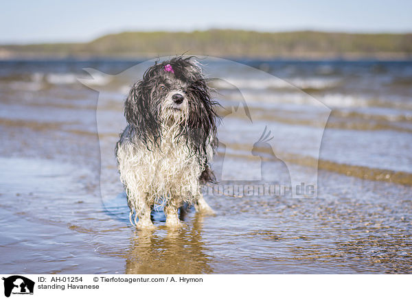 stehender Havaneser / standing Havanese / AH-01254