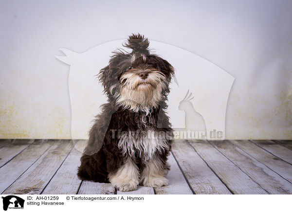 sitzender Havaneser / sitting Havanese / AH-01259