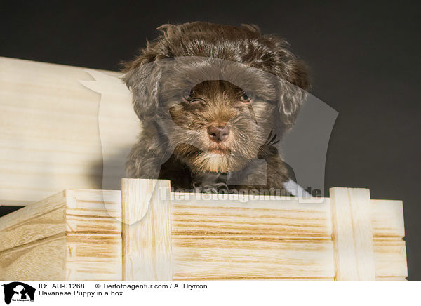 Havaneser Welpe in der Kiste / Havanese Puppy in a box / AH-01268