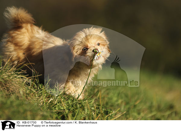 Havaneser Welpe auf einer Wiese / Havanese Puppy on a meadow / KB-01700