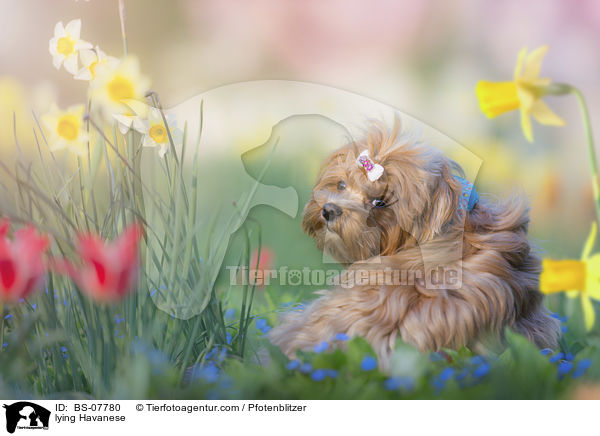 liegender Havaneser / lying Havanese / BS-07780