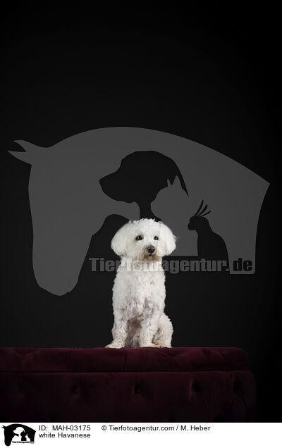 white Havanese / MAH-03175