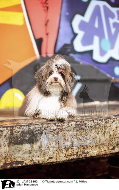 adult Havanese / JAM-03863