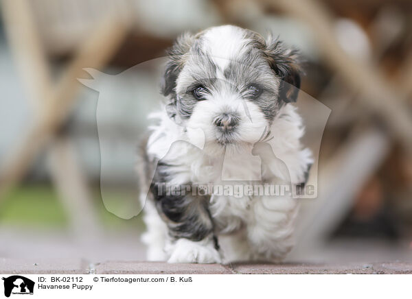 Havaneser Welpe / Havanese Puppy / BK-02112