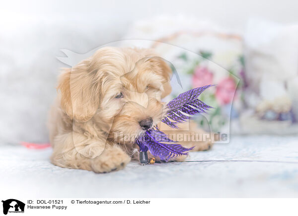 Havaneser Welpe / Havanese Puppy / DOL-01521