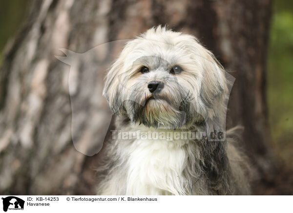 Havaneser / Havanese / KB-14253