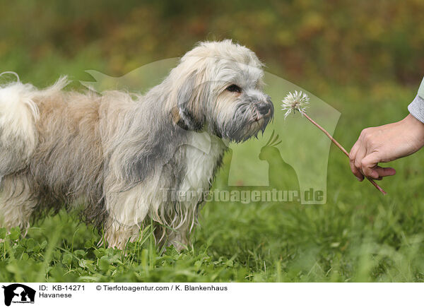 Havaneser / Havanese / KB-14271