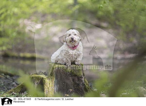 Havaneser / Havanese / DOL-01945