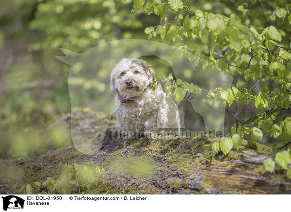 Havaneser / Havanese / DOL-01950