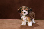 havanese puppy