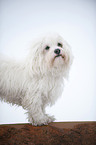 havanese