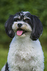 havanese portrait