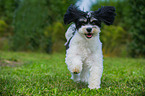 running havanese