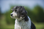 havanese portrait