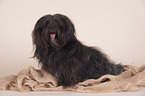 sitting havanese