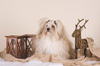 sitting havanese