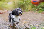 walking Havanese