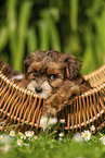 Havanese Puppy in a basket