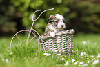 Havanese Puppy in decoration bicycle