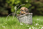 Havanese Puppy in decoration bicycle