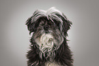 Havanese portrait