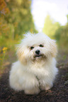 sitting Havanese