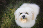 sitting Havanese