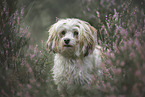 female Havanese