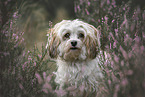 female Havanese