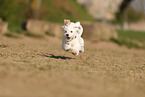 Havanese Puppy