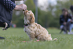 Havanese