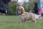 Havanese